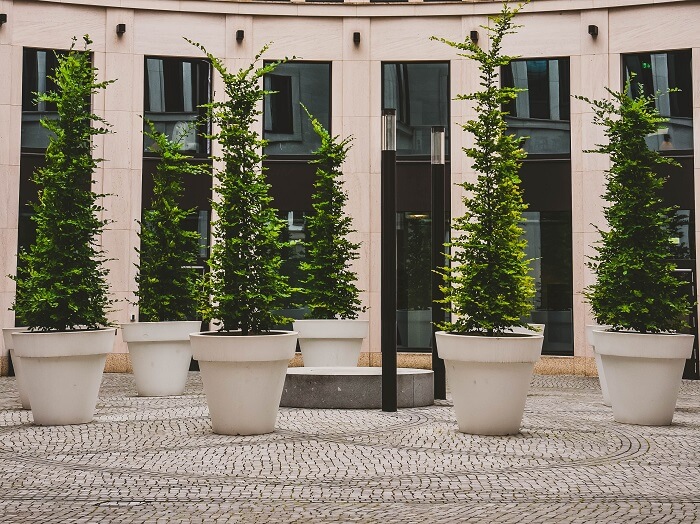 potted live Christmas trees on a patio